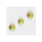 Pentart Gyöngytoll antikarany 30 ml 18721