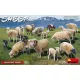 MiniArt Sheep – 1:35 figura makett