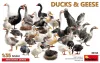 MiniArt Ducks & Geese – 1:35 figura makett