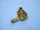 Aires F4F-4 Wildcat Cockpit - cockpitkészlet
