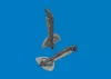 Eduard Accessories Bf 109G undercarriage legs PRINT for Revell - futómű-részletező készlet
