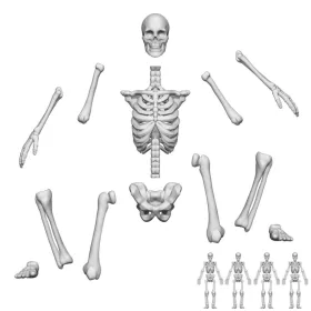 Green Stuff World Positionable Human Skeletons 1:35