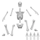Green Stuff World Positionable Human Skeletons 1:35