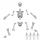 Green Stuff World Positionable Human Skeletons 1:48