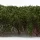 Green Stuff World Tall Shrubbery - Dark Green