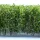 Green Stuff World Tall Shrubbery - White Green