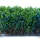 Green Stuff World Tall Shrubbery - Blue Green