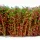Green Stuff World Tall Shrubbery - Red Green