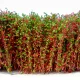 Green Stuff World Tall Shrubbery - Red Green