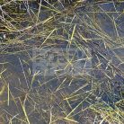 AK-Interactive STILL WATER (Víz effekt) 250 ml AK8008