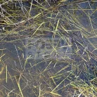 AK-Interactive STILL WATER (Víz effekt) 250 ml AK8008