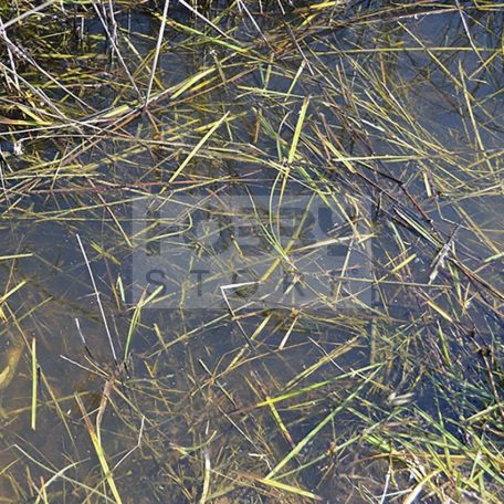 AK-Interactive STILL WATER (Víz effekt) 250 ml AK8008