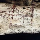 AK-Interactive TERRAINS DRY GROUND (Száraz talaj textúra) 250 ml AK8015