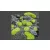 Gamers Grass TUFTS Realisztikus Bright Green 2mm - Világos Zöld színű fűcsomók diorámához (2 mm self-adhesive - BRIGHT GREEN)