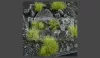 Gamers Grass TUFTS Realisztikus Dry Green színű fűcsomók diorámához (6 mm self-adhesive - DRY GREEN)