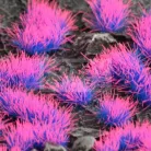 GAMERS GRASS ALIEN TUFT (NEON) - scifi témájú fűcsomók diorámákhoz-figurákhoz (6 mm self-adhesive - Alien Neon)