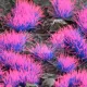 GAMERS GRASS ALIEN TUFT (NEON) - scifi témájú fűcsomók diorámákhoz-figurákhoz (6 mm self-adhesive - Alien Neon)