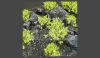 GAMERS GRASS SHRUBS TUFTS Realisztikus zöld színű cserjék-bokrok diorámához (4-6 mm self-adhesive - GREEN)