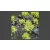 GAMERS GRASS SHRUBS TUFTS Realisztikus zöld színű cserjék-bokrok diorámához (4-6 mm self-adhesive - GREEN)