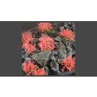 GAMERS GRASS BLOSSOM TUFTS Realisztikus piros színű virágcsomók diorámához (4-6 mm self-adhesive - Red Flowers)