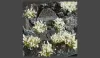 GAMERS GRASS BLOSSOM TUFTS Realisztikus fehér színű virágcsomók diorámához (4-6 mm self-adhesive - White Flowers)