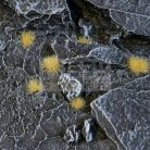 Gamers Grass TINY TUFTS Realisztikus 2mm-es Beige színű fűcsomók diorámához-Small 500 darab (2 mm self-adhesive -Beige)