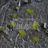 Gamers Grass TINY TUFTS Realisztikus 2mm-es Dry Green színű fűcsomók diorámához-Small 500 darab (2 mm self-adhesive -Dry Green)