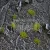 Gamers Grass TINY TUFTS Realisztikus 2mm-es Dry Green színű fűcsomók diorámához-Small 500 darab (2 mm self-adhesive -Dry Green)