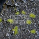 Gamers Grass TINY TUFTS Realisztikus 2mm-es Light Green színű fűcsomók diorámához-Small 500 darab (2 mm self-adhesive -Light Green)