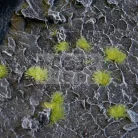 Gamers Grass TINY TUFTS Realisztikus 2mm-es Light Green színű fűcsomók diorámához-Small 500 darab (2 mm self-adhesive -Light Green)