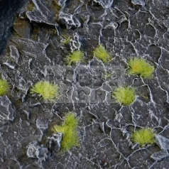   Gamers Grass TINY TUFTS Realisztikus 2mm-es Light Green színű fűcsomók diorámához-Small 500 darab (2 mm self-adhesive -Light Green)