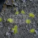 Gamers Grass TINY TUFTS Realisztikus 2mm-es Light Green színű fűcsomók diorámához-Small 500 darab (2 mm self-adhesive -Light Green)