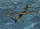 HobbyBoss Fieseler Fi-156U 1:35 repülőgép makett