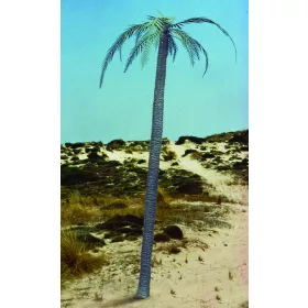 Royal Model Palm tree – dioráma kellék makett