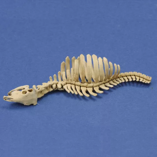 Royal Model Cow skeleton n.1 3D printed – dioráma kellék makett