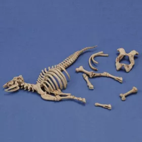 Royal Model Cow skeleton n.3 – dioráma kellék makett