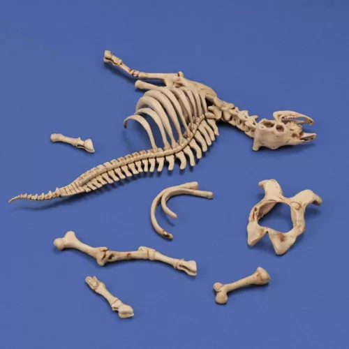 Royal Model Cow skeleton n.3 – dioráma kellék makett
