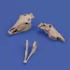 Royal Model Horse skulls – állatfigura makett