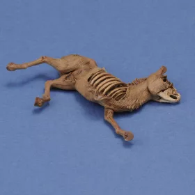 Royal Model Donkey carcass – állatfigura makett