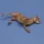 Royal Model Donkey carcass – állatfigura makett