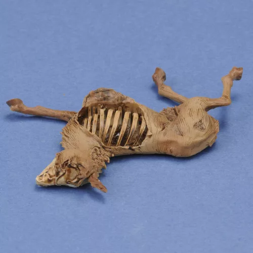 Royal Model Donkey carcass – állatfigura makett