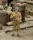 Royal Model U.S. infantry rifleman with canteen - WWII – figura makett