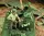 Royal Model M3A3 Stuart Crew-WWII – figura makett