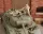 Royal Model Fire Fly Tank Crew – figura makett