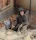 Royal Model M13/40 Tanker-WWII – figura makett