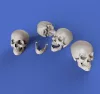 Royal Model Skulls – dioráma kellék makett