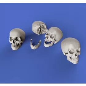 Royal Model Skulls – dioráma kellék makett