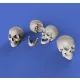Royal Model Skulls – dioráma kellék makett