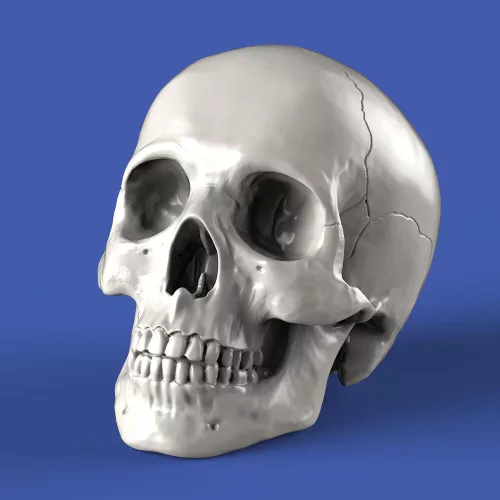 Royal Model Skulls – dioráma kellék makett