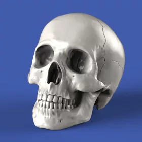 Royal Model Skulls (75mm) – dioráma kellék makett